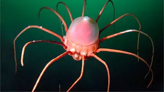 5 Insane Deep Ocean Jellyfish Encountered by ROVs