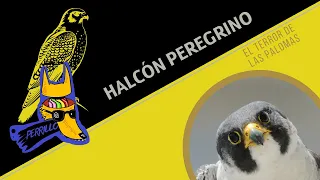 Halcón Peregrino: El único y verdadero “Falcon Punch”| Ep 74 | CULTURA COLMILLUDA