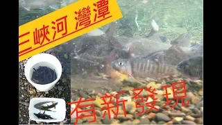 2019 2 19 三峽河灣潭 魚竟然多到這樣