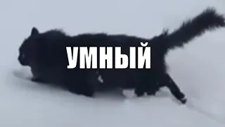 Красавчик Чернуха самый умный кот в мире ❤️ 😻 black cat