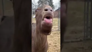 Funny goat video