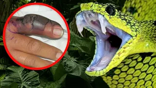 As 10 Cobras Mais VENENOSAS do Mundo Hoje!