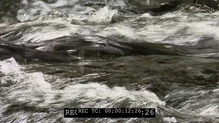 Sockeye salmon swimming upstream stock footage