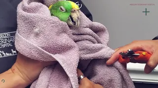 How To Trim Your Bird's Nails!