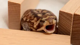 Yawning Round Frog.