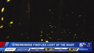 Synchronous fireflies light up the night