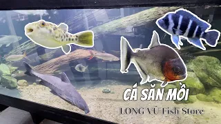 Khám phá các dòng cá săn mồi hoang dã tại Long Vũ fish store/ Predatory fish species at Long Vũ