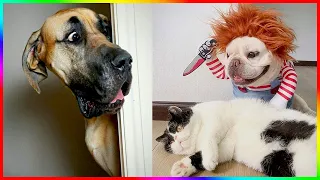 Funny Dog And Cat 😍🐶😻 Funniest Animals #143