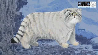 Meet the Pallas's Cat | Royal Zoological Society of Scotland