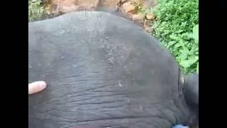 Верхом на слоне по джунглям, Таиланд  On the head of elephant in the jungle