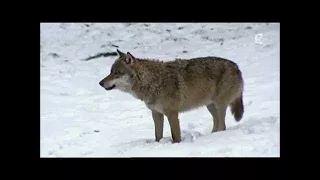 La Russie à l'état sauvage - La forêt secrète