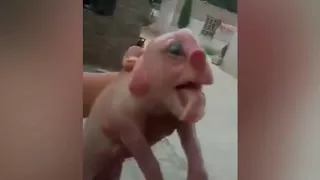 Mutant Pig Born With Human Features, Penis On Face