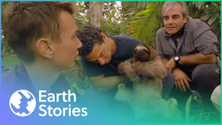 The Secret Life of The Rare Pygmy Three-Toed Sloth | Earth Stories