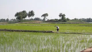 GLOBALink | Desertification control brings environmental, economic benefits in NE China's Liaoning