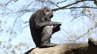 Gorilla Egg Hunt 2021