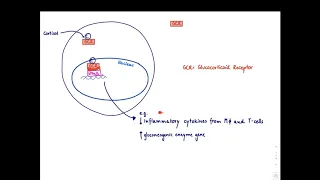 Brandl's Basics: Glucocorticoids: Mechanism of action and adverse effects (longer version)