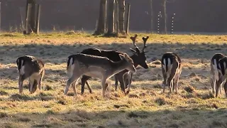 Herd of Fallow Deer Early on a Frosty Morning, Phoenix Park, Ireland