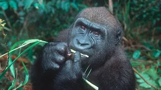 Равнинная горилла (lowland gorilla). Московский зоопарк (Moscow Zoo).