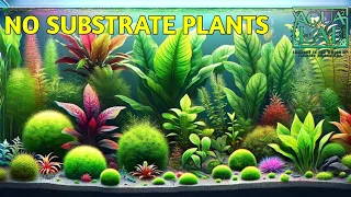 Top 10 No Substrate Beginner Aquarium Plants - Easy and Low Maintenance