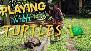 PLAYING WITH TURTLES 🐢| Home Sweet Home in Bangkok Thailand