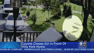 Coyote Chases Girl Playing In Front Yard