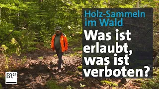 Holz-Selbstversorgung im Wald - was ist erlaubt? | Abendschau | BR24