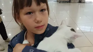 Выставка кошек. Стоит ли ходить с детьми? Международная выставка кошек в Минске. Много пород кошек
