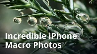 How To Take Incredible Macro Photos With Your iPhone