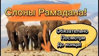 Слоны Рамадана!