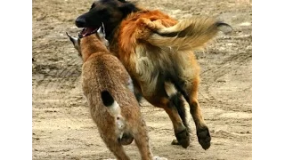 Lynx Fights Off 2 Kangal Dogs | Lion Brutally Kills Hyena!!!
