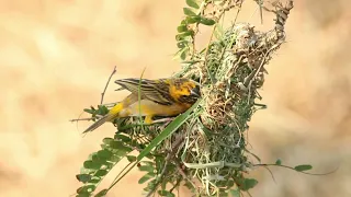 Wildlife on the Ridge | Restoring Indian Ridge | Episode 4