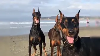 4 Doberman Lovers 🐱‍👤 Funny and Cute Doberman Dogs Videos Compilation