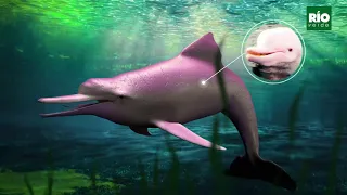 Infografia animada sobre el delfin rosado (Inia geoffrensis)