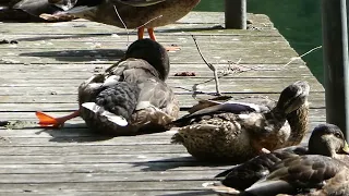 panasonic lumix tz90 zoom test mallards 2