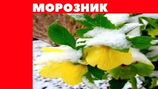 Морозник ( Геллеборус ) посадка +размножение !  Красивый зимний цветок !