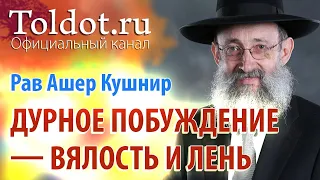 Рав Ашер Кушнир. Дурное побуждение пробуждает вялость и лень. Обязанности сердец 95