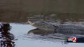 Trappers remove alligator with part of jaw missing