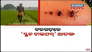 Scrub Typhus Becomes Headache, Creates Terror In Bargarh | Farmers Fears Entering Farmland