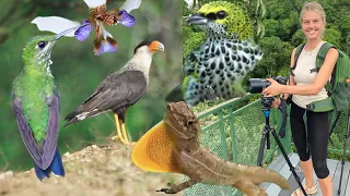 Costa Rica, San Vito - Biodiverse Mountains With Incredible Birding