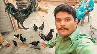 Ayam Cemani chicken | Why Ayam Cemani Chickens Are So Expensive | So Expensive | Insider Business