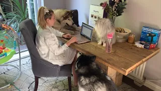 Fluffiest Pets Do Everything To Distract Mum Working From Home! (Cutest Co-Workers!)