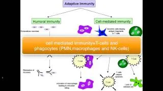 Immunology T-cell intro (part 1/5)