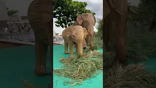 Elephants made out of lantana are as beautiful as their wild counterparts