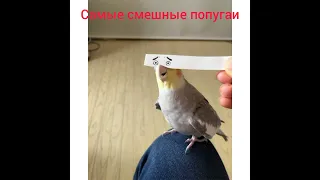 Самые смешные попугаи!!😱😱🤣😂😃