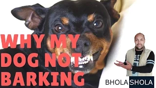 My Dog Not Start Barking to Stranger Why - Bhola Shola