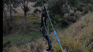 Bow hunting pigs and goats. ( bow hunting Australia)