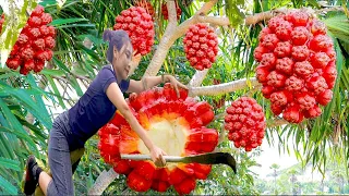 Harvest Red Wild Pineapple goes to the Market sell - Harvesting and Gardening - Ly Thi Cam