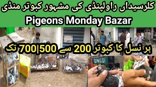 Kabootar Mandi Kallar Syedan | cheap Pigeons Market Kallar Syedan | Kabutar Monday Bazar !!