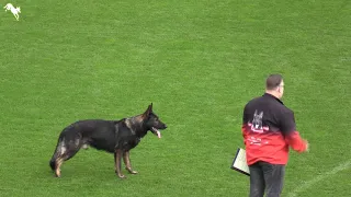 Václav Ouška and Qvido Vepeden 2018 IGP World Cup Winner Obedience routine