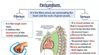 Mediastinal Divisions with Anatomy of Pericardium - Dr. Ahmed Farid